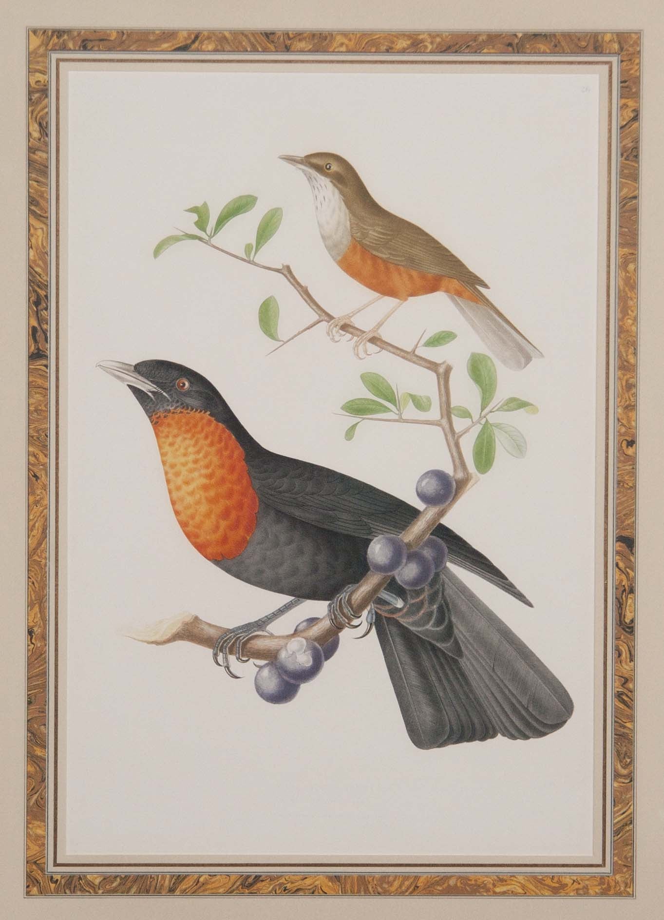 Chromolithograph of Two Birds after Jean Theodore Descourtilz