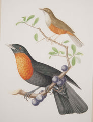 Chromolithograph of Two Birds after Jean Theodore Descourtilz