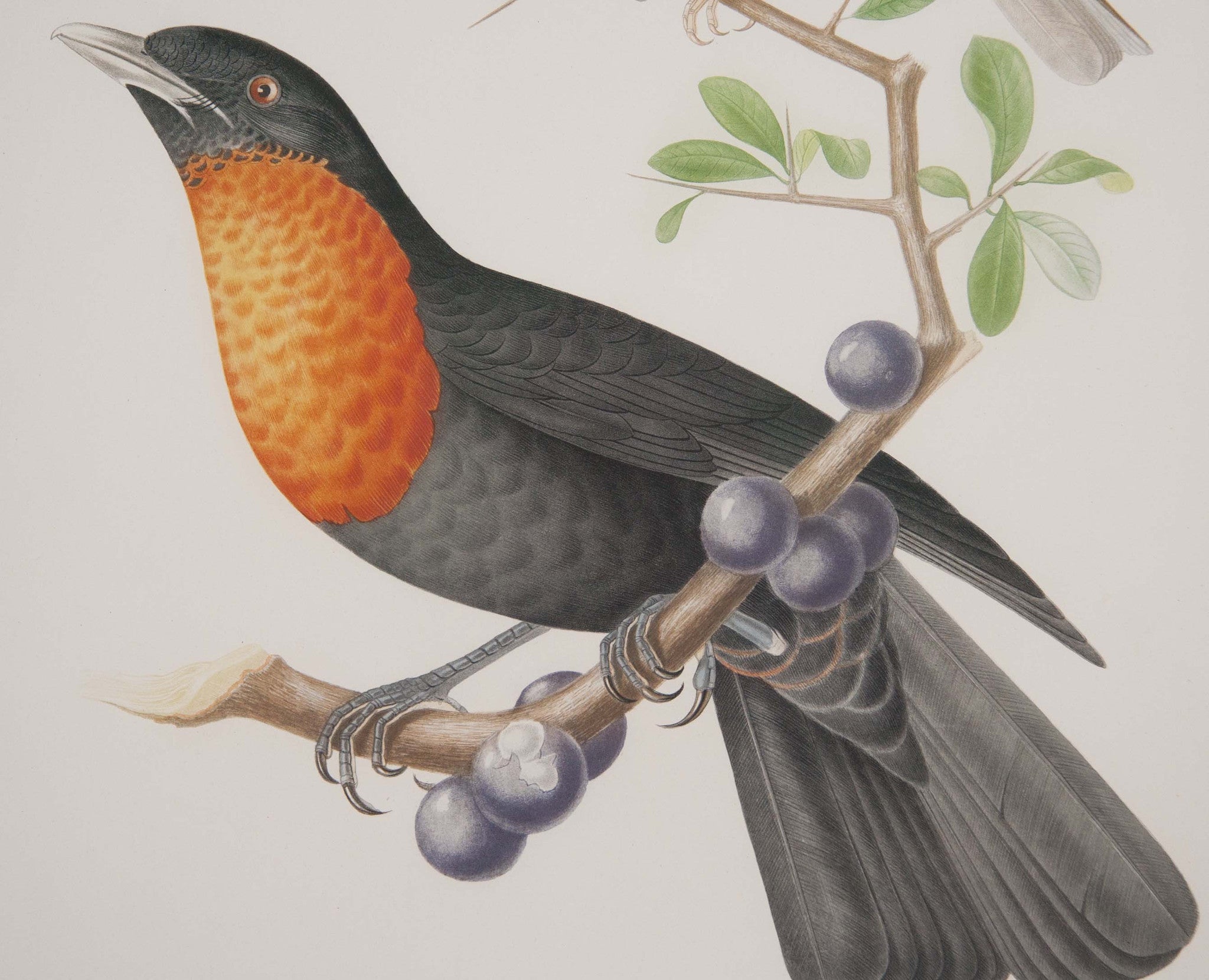 Chromolithograph of Two Birds after Jean Theodore Descourtilz