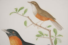 Chromolithograph of Two Birds after Jean Theodore Descourtilz