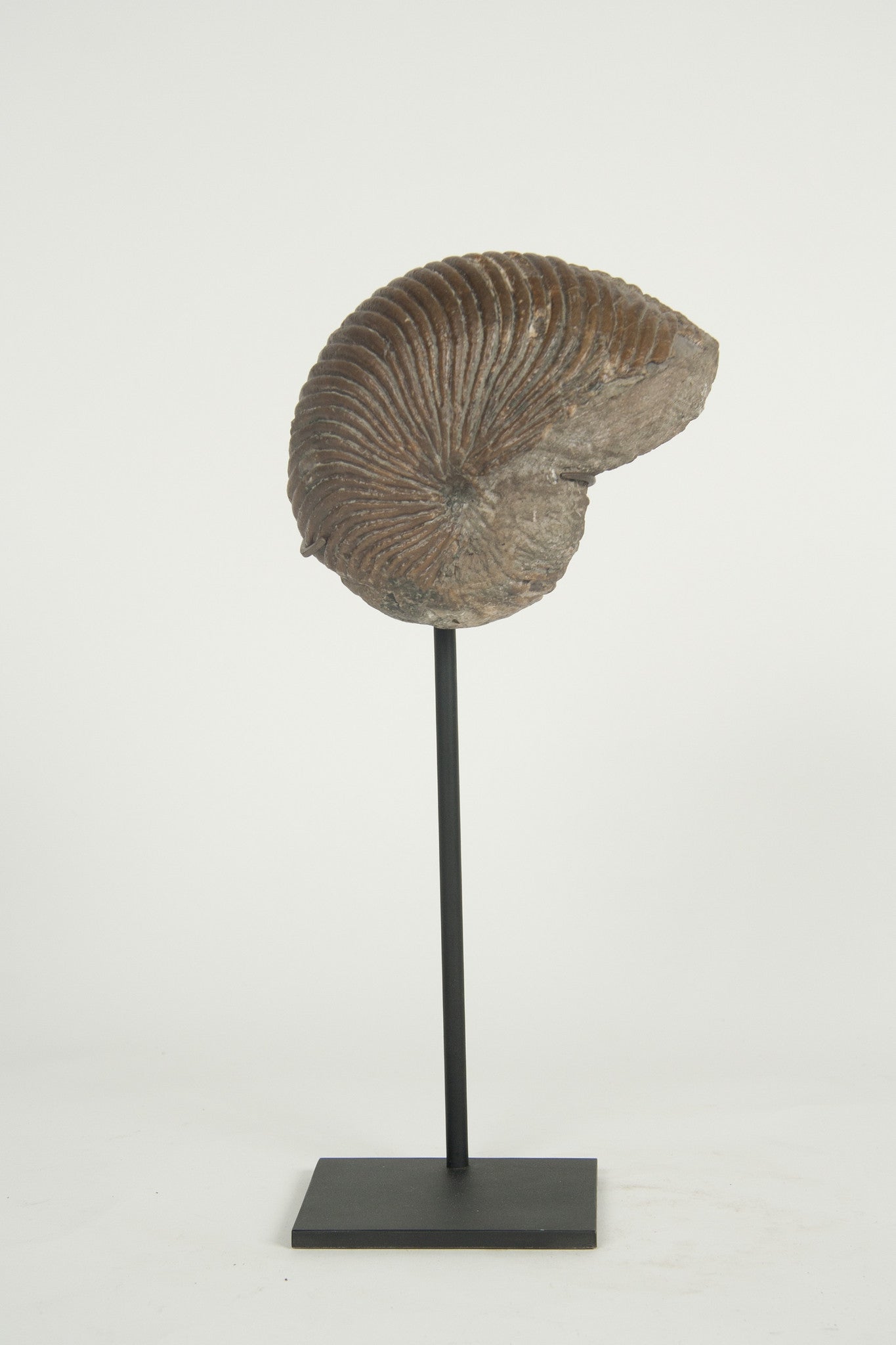 A Nautilus Plicatus Fossil on Stand