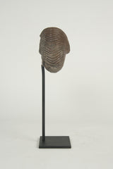 A Nautilus Plicatus Fossil on Stand