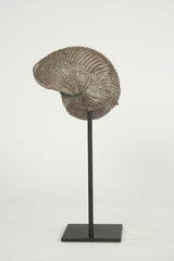 A Nautilus Plicatus Fossil on Stand