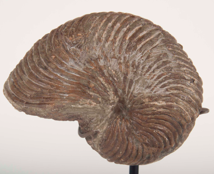 Crinoid Fossil