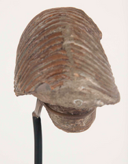 Crinoid Fossil