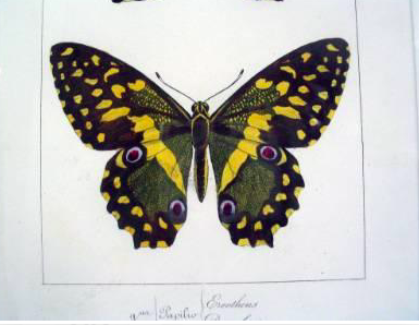 Engraving of Butterfly