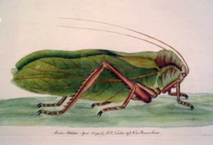 "Grasshopper" English Engraving by Nodder