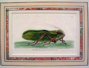 "Grasshopper" English Engraving by Nodder