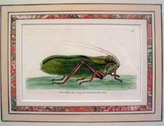 "Grasshopper" English Engraving by Nodder