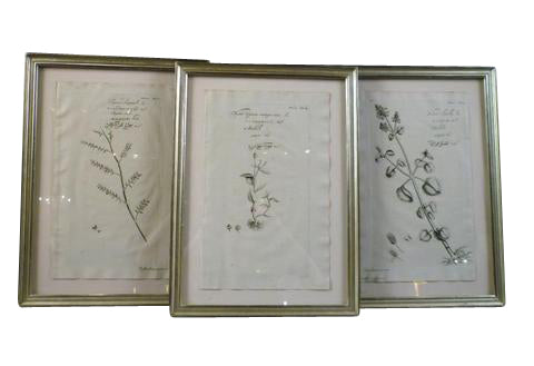 Set of Three Botanicals by Dutch Botanist Hendrik Adriaan Van Rheede